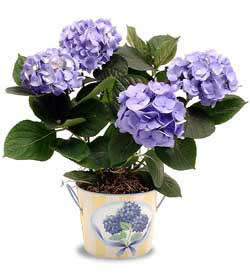 Yeni bat mahallesi , ieki , iekilik  Hydrangea Plant ortanca