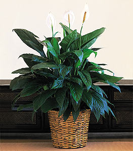 Bat sitesi mahallesi ucuz iek gnder  Large Spathiphyllum