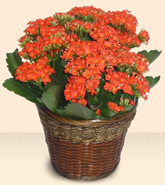 Elvankent online iek gnderme Large Kalanchoe in Basket