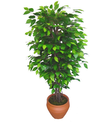 Ficus Benjamin 1,50 cm  Yeni bat mahallesi , ieki , iekilik 