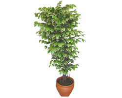 Ficus zel Starlight 1,75 cm  Ergazi Mahallesi iek gnderme sitemiz gvenlidir 