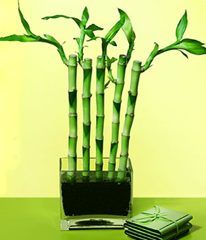 Yeni bat mahallesi , ieki , iekilik  Good Harmony Lucky Bamboo camda