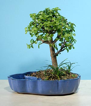 Sincan iek siparii  Bonsai 6 yas civari