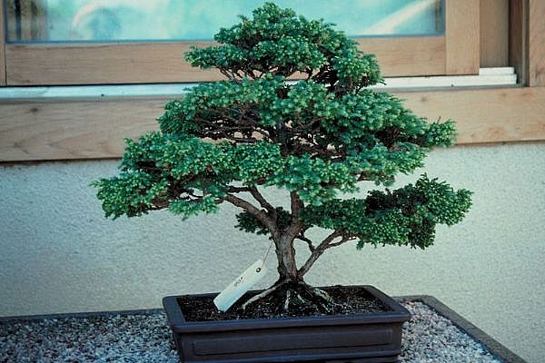 ithal bonsai saksi iegi Sincan iek siparii 