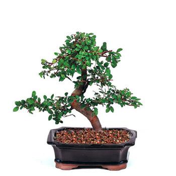 ithal bonsai saksi iegi vedik gvenli kaliteli hzl iek 