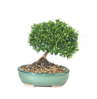 ithal bonsai saksi iegi Kentkoop mahallesi iek yolla 