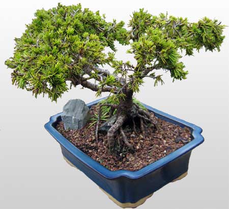 ithal bonsai saksi iegi Demetevler iek siparii 