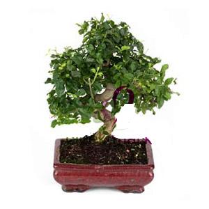 ithal bonsai saksi iegi Yeni bat mahallesi , ieki , iekilik 