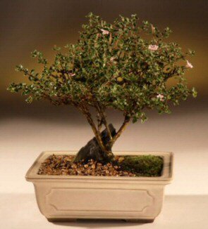 ithal bonsai saksi iegi merutiyet ieki maazas 