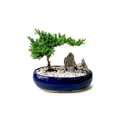 ithal bonsai saksi iegi Ostim mahallesi internetten iek sat 