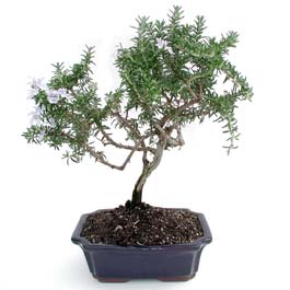 ithal bonsai saksi iegi Macunky sevgilime hediye iek 