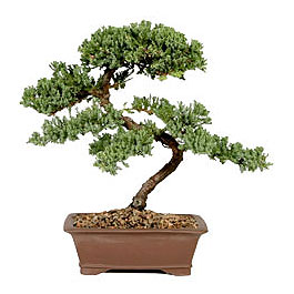 ithal bonsai saksi iegi Batkent nternetten iek siparii 