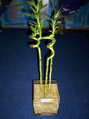 Lucky Bamboo 3 adet saksi iegi Kentkoop mahallesi iek yolla 