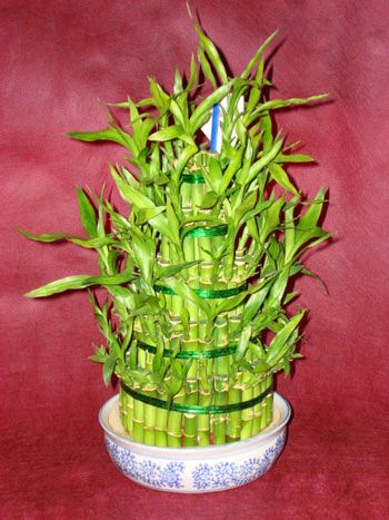 Lucky Bamboo sans melegi iegi Batkent yurtii iek siparii 