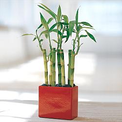 Lucky Bamboo sans melegi iegi Uur mumcu mahallesi iek sat 