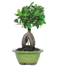 Bonsai saks iei Batkent yurtii iek siparii 