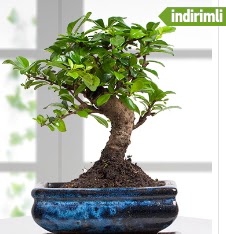 Bonsai japon aac Demetevler Oran 14 ubat sevgililer gn iek 