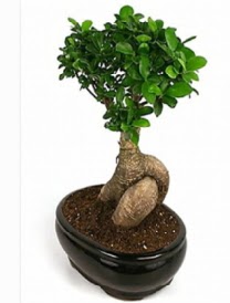 Bonsai saks bitkisi japon aac Batkent yurtii iek siparii 