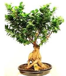 Bonsai Japon aac saks bitkisi Batkent yurtii iek siparii 