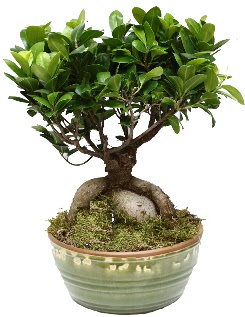 Japon aac bonsai saks bitkisi Etimesgut cicekciler , cicek siparisi 