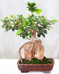 Japon aac bonsai saks bitkisi Yenimahalle iek online iek siparii 