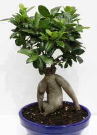 bonsai japon aac saks iei Elvankent online iek gnderme