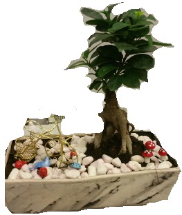 Japon aac bonsai sat Yeni bat mahallesi , ieki , iekilik 