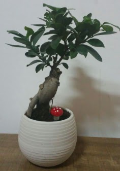 Bonsai japon aac saks iei Batkent nternetten iek siparii 