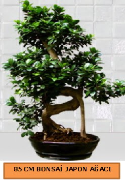 85 CM Japon aac Bonsai saks bitkisi Yenimahalle iek online iek siparii 