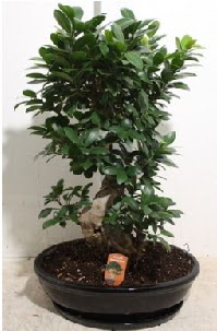 75 CM Ginseng bonsai Japon aac Urankent gn iek yolla 