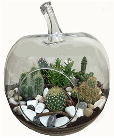 Terrarium tanzim elma camda 5 kakts Batkent yurtii iek siparii 