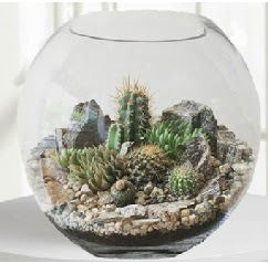 Cam fanus Terrarium 5 kakts merutiyet ieki maazas 