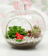 Kk elma terrarium 3 kakts Kardelen mahallesi iek gnderme 