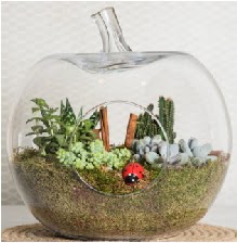 Elma terrarium orta boy 4 kakts Batkent yurtii iek siparii 