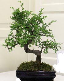 Bonsai saks iei Sincan iek siparii 