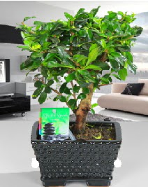 Bonsai japon aac saks bitkisi Demetevler Oran 14 ubat sevgililer gn iek 