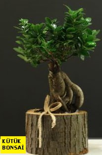 Ktk ierisinde Bonsai japon aac Fatih iek siparii vermek 