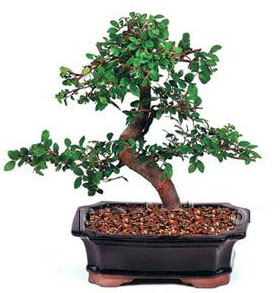 thal bonsai japon aac Batkent yurtii iek siparii 