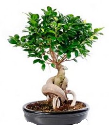 Bonsai japon aac seramik iinde akrlar iek yolla , iek gnder 