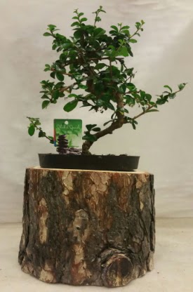 Doal ktk iinde bonsai japon aac Etimesgut cicekciler , cicek siparisi 