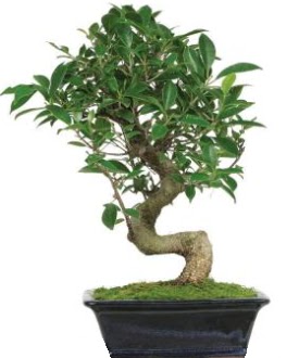 Bonsai saks bitkisi japon aac vedik gvenli kaliteli hzl iek 