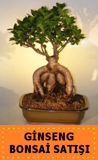 Ginseng bonsai sat japon aac Ergazi Mahallesi iek gnderme sitemiz gvenlidir 