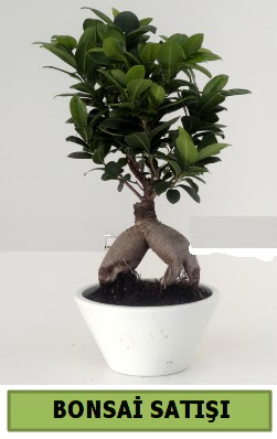 Bonsai japon aac sat Elvankent online iek gnderme