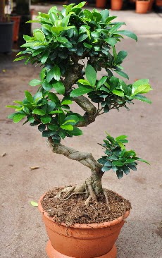 Orta boy bonsai saks bitkisi Fatih iek siparii vermek 