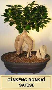 thal Ginseng bonsai sat japon aac Batkent yurtii iek siparii 