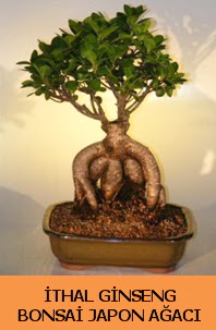 thal japon aac ginseng bonsai sat Etimesgut cicekciler , cicek siparisi 