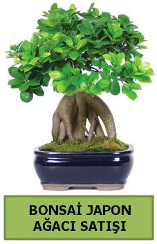 Bonsai japon aac sat Demetevler Oran 14 ubat sevgililer gn iek 