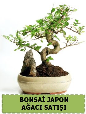 Bonsai japon  aac sat Minyatr thal Fatih iek siparii vermek 