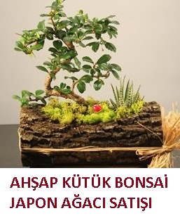 Ahap ktk ierisinde bonsai ve 3 kakts Demetevler iek siparii 