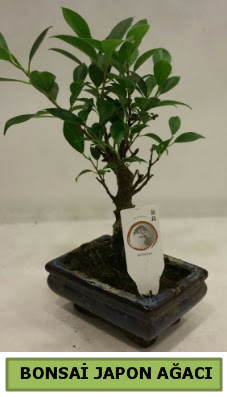 Bonsai japon aac saks bitkisi Elvankent online iek gnderme